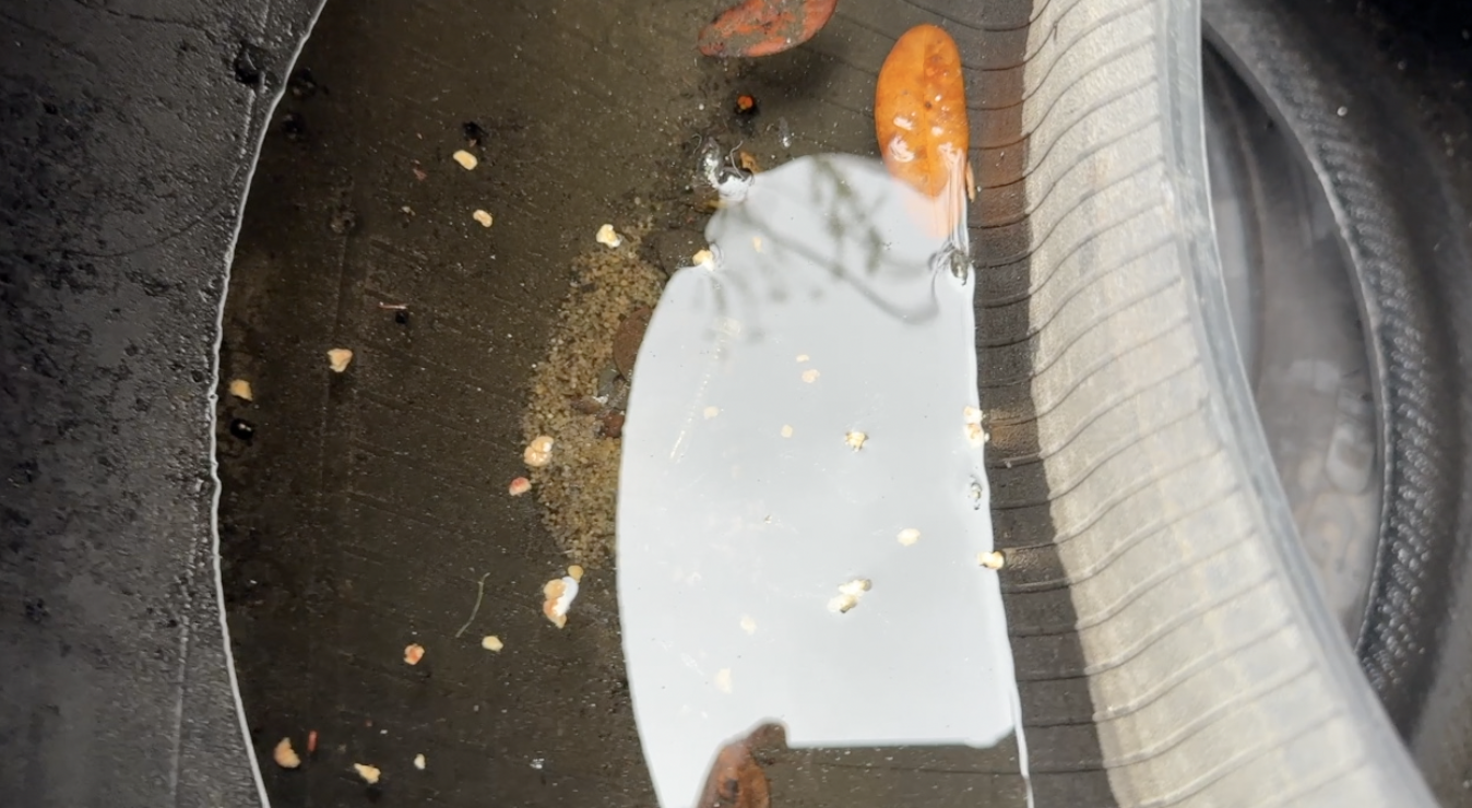 Dengue response: What Tampa Bay 28 found at a West Tampa tire shop — WFTS ABC Action News Tampa, Grand Forks Real Estate news