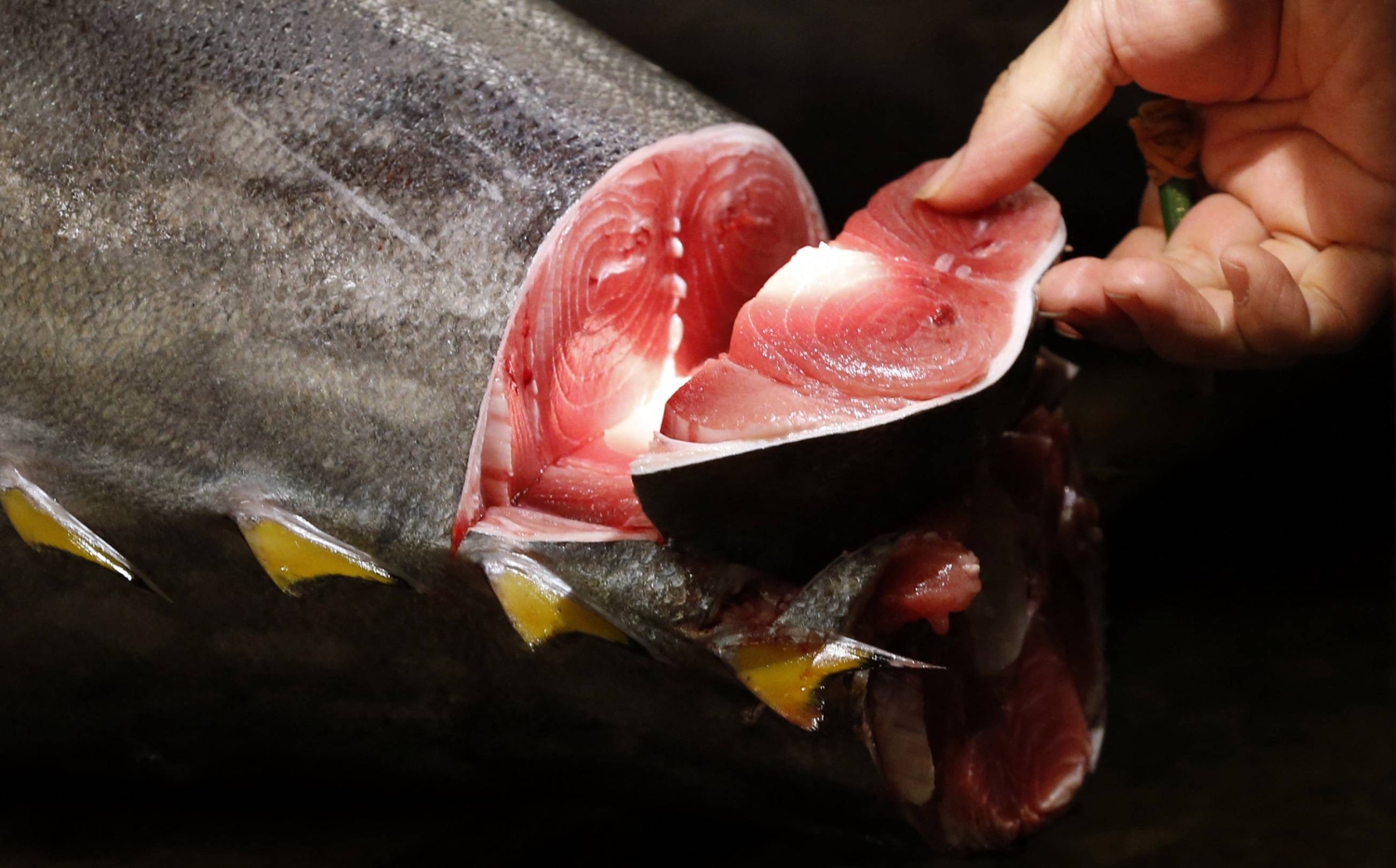 $200 tuna-cutting dining events offer ‘point of connection’ with sushi culture — Japan Times